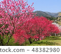 Peach blossom 48382980