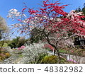 Peach blossom 48382982