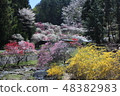 Peach blossom 48382983