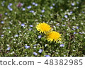 Dandelion 48382985