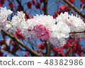 Hanamo 6 Peach blossom 48382986