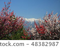 Hanamo 7 Peach blossom 48382987