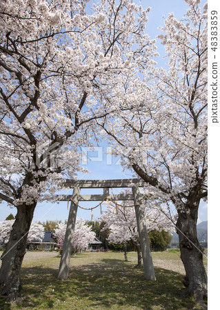 鳥居和櫻花風景·在龜岡神社的櫻花 鳥居和櫻花風景·在龜岡神社的櫻花 48383859