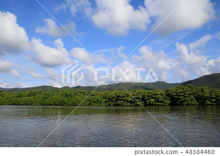Mangroves of Nakama River, Iriomote Island Okinawa Tourism 48384460