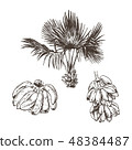 Vector Illustration of palm tree and banana fruit sketch for design, website, background, banner 48384487