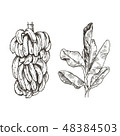 Vector Illustration of palm tree and banana fruit sketch for design, website, background, banner 48384503