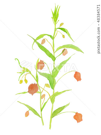 Sandersonia aurantiaca Thunder sonia 48384571