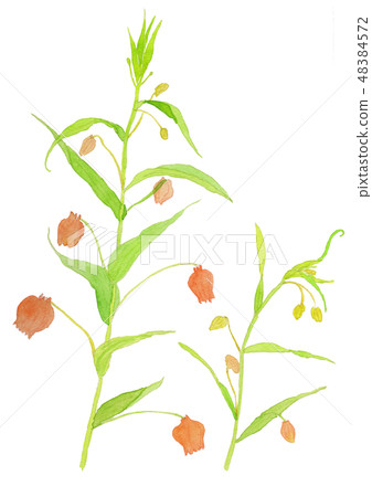 Sandersonia aurantiaca Thunder sonia 48384572