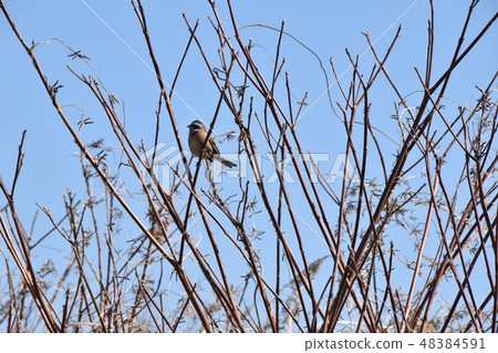 野鳥 48384591