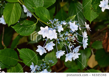 A photograph of a hydrangea with forehead bloom decorated with white double flower blooms A photograph of a hydrangea with forehead bloom decorated with white double flower blooms 48385348