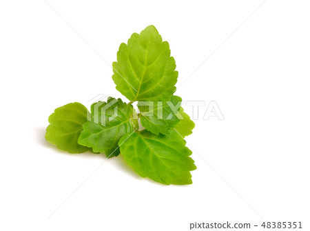Patchouli sprig. Patchouli sprig. 48385351