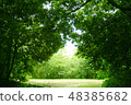 Fresh green forest 48385682