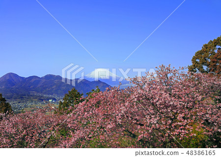 Matsuda's Kawazu cherry tree 01 Matsuda's Kawazu cherry tree 01 48386165