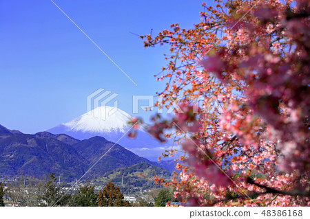 松田的河津櫻花04 松田的河津櫻花04 48386168