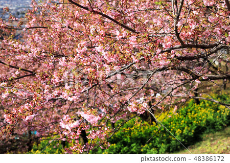 Matsuda's Kawazu cherry tree 08 48386172