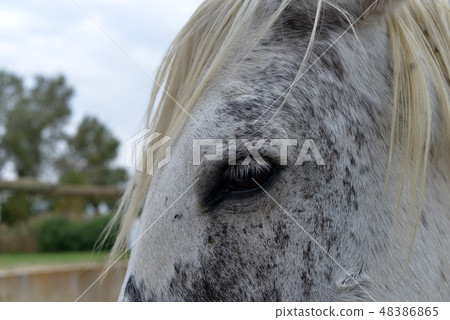 eye of horse eye of horse 48386865