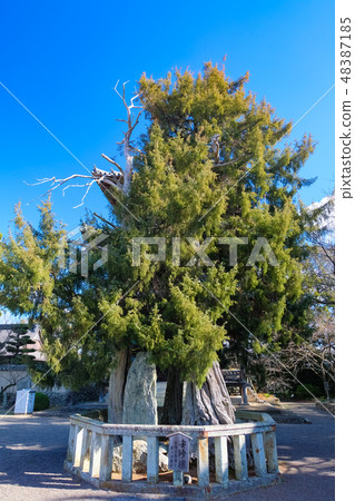 Dōjoji Yasukumuka 48387185