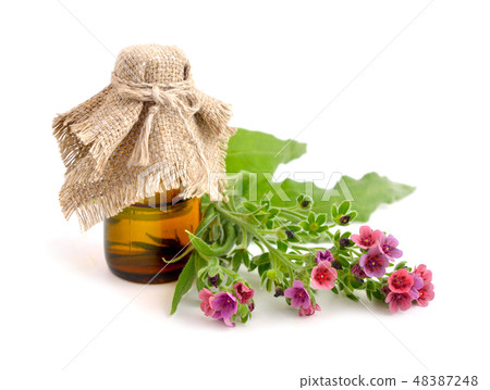 Lungwort medicinal (Pulmonaria officinalis). 48387248