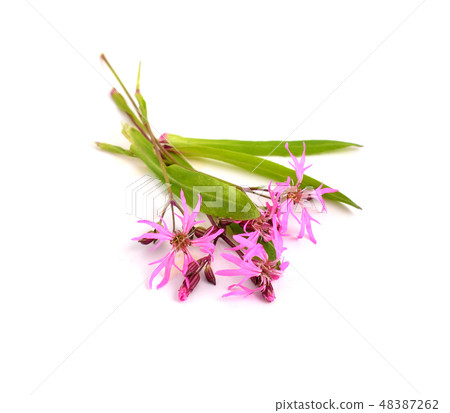 Lychnis flos-cuculi, commonly called Ragged-Robin. Lychnis flos-cuculi, commonly called Ragged-Robin. 48387262