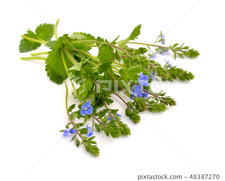Veronica chamaedrys 48387270