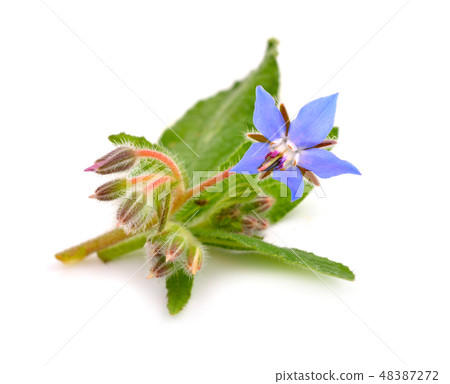 Borage flowers 48387272