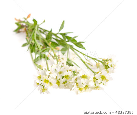 Berteroa incana with pharmaceutical bottle. Berteroa incana with pharmaceutical bottle. 48387395