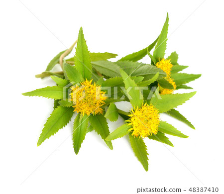 Rhodiola rosea Rhodiola rosea 48387410