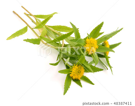 Rhodiola rosea flowers. 48387411