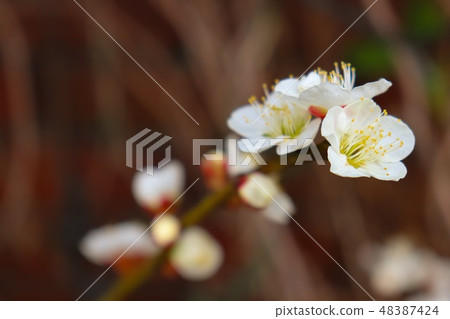 plum plum 48387424
