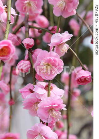 叼著梅花 叼著梅花 48387928