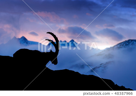 Alpine Ibex, animal in nature. 48387966
