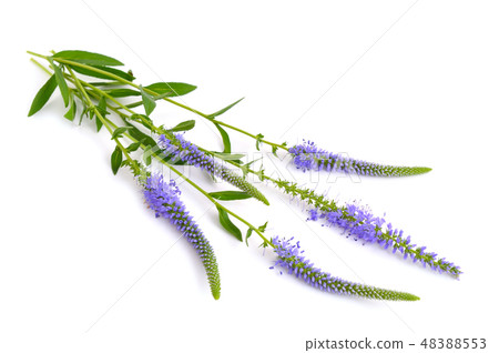 Veronica longifolia, known as garden speedwell 48388553