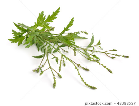 Verbena officinalis 48388557