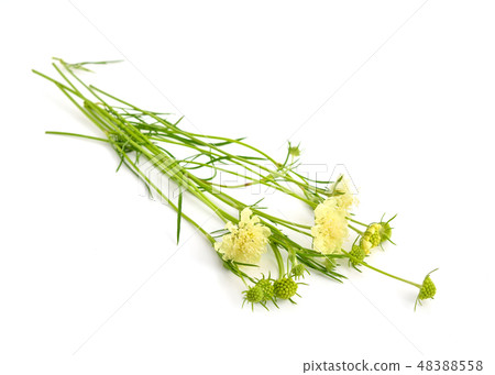 Scabiosa ochroleuca 48388558