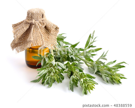 Artemisia, mugwort, wormwood, and sagebrush. 48388559