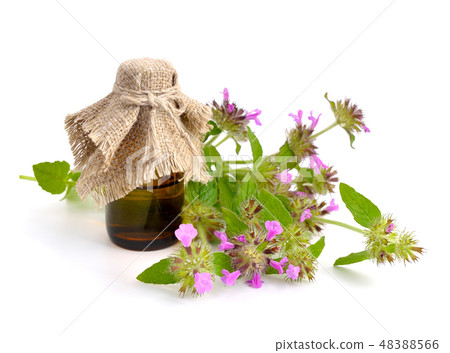 Mentha pulegium, commonly (European)  48388566