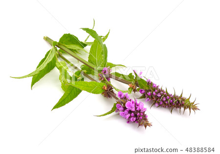 Stachys palustris Stachys palustris 48388584