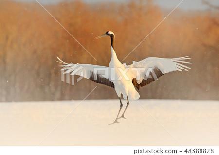 Crane in snowfall. Snowfall with Red-crowned crane 48388828