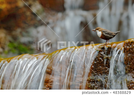 White-throated Dipper, Cinclus cinclus White-throated Dipper, Cinclus cinclus 48388829