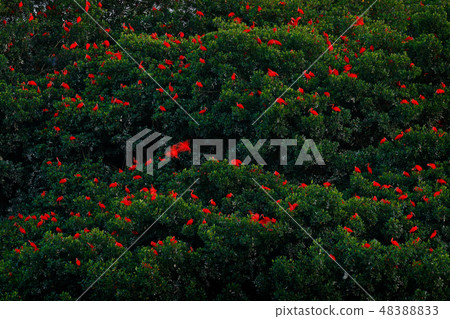 Scarlet Ibis, Eudocimus ruber, exotic red birds 48388833