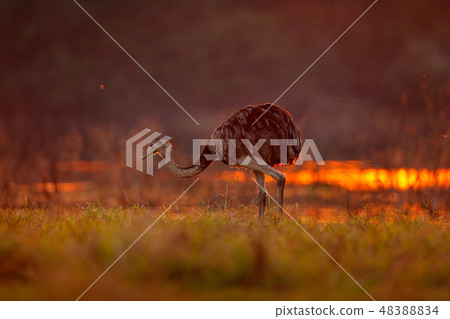 Greater Rhea, Rhea americana, big bird Greater Rhea, Rhea americana, big bird 48388834