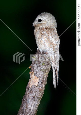 Potoo, Nyctibius griseus, nocturnal tropical bird 48388838