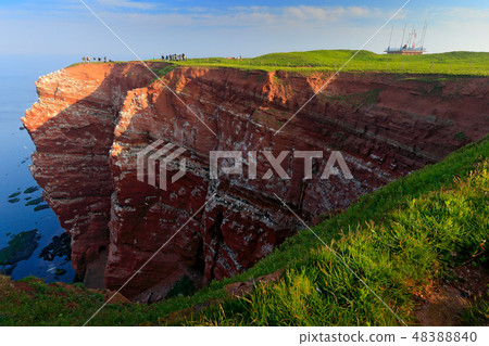 Northern gannet, Sula bassana, colony of sea birds 48388840