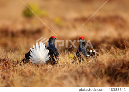 Black grouse on the bog meadow. Black grouse on the bog meadow. 48388841