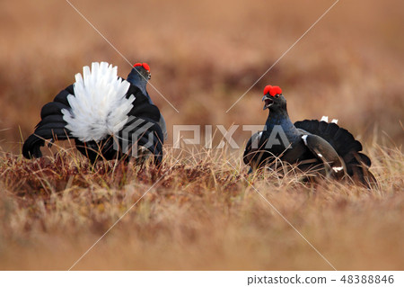Black grouse on the bog meadow. 48388846