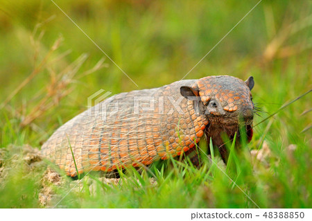 Six-Banded Armadillo, Yellow Armadillo in grass Six-Banded Armadillo, Yellow Armadillo in grass 48388850