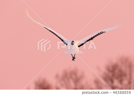 Crane in sunset light, Japan. 48388859