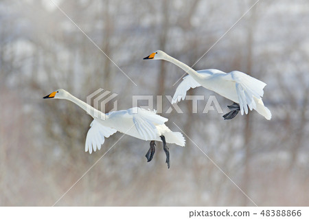 Flying white bird, Whooper Swans, Cygnus cygnus Flying white bird, Whooper Swans, Cygnus cygnus 48388866