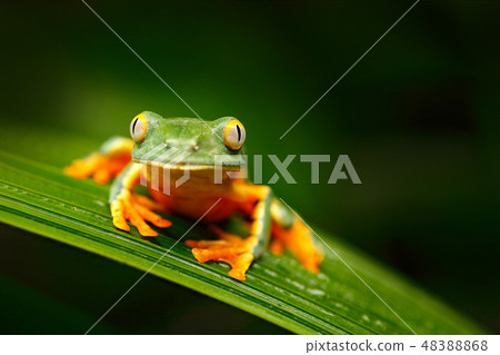 Golden-eyed leaf frog, Cruziohyla calcarifer Golden-eyed leaf frog, Cruziohyla calcarifer 48388868
