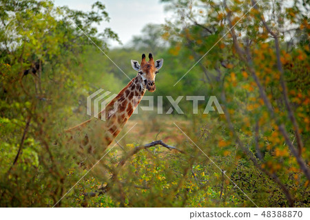 Green season in Africa. Giraffe hidden in forest. Green season in Africa. Giraffe hidden in forest. 48388870